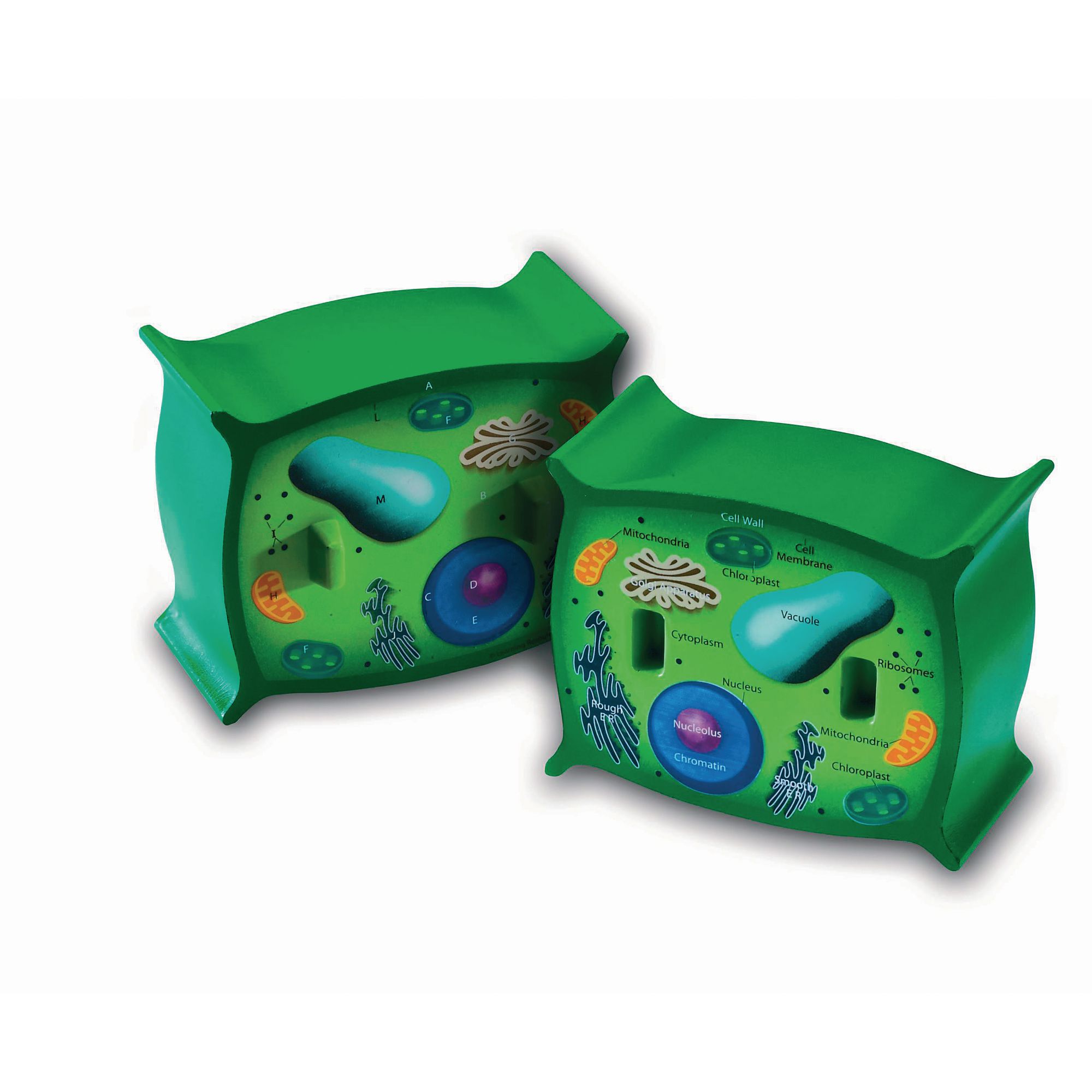 Animal And Plant Cell Pack